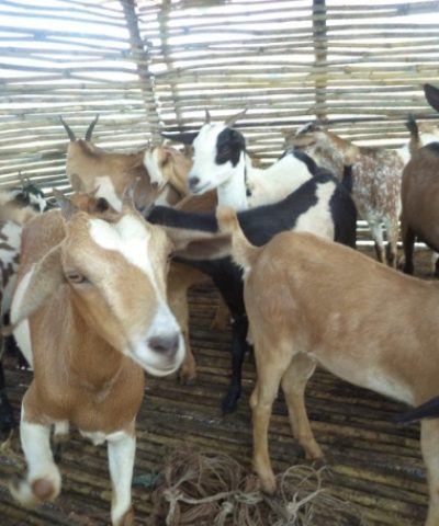 hayantu